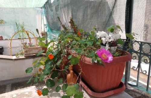 Brindisi Histotic Center Apartment | Malvasia room and apartament