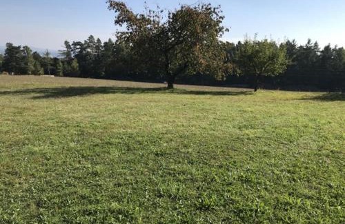 Tabor Other | Meadow by the forest