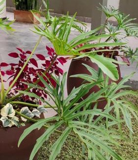 Jardim Samambaia House | Mizuca's House