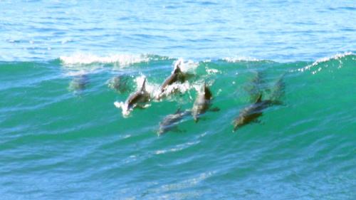 Mollymook Apartment | Mollymook Beach Waterfront