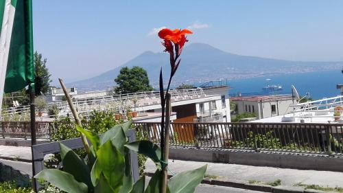 Naples Apartment | MONOCAMERA con TERRAZZOgiardino -STUDETTE -zona Panoramica POSILLIPO