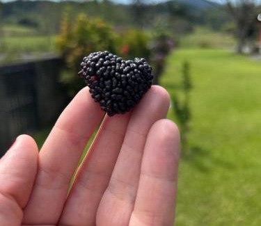 Pomerode House | Morada dos Pomares