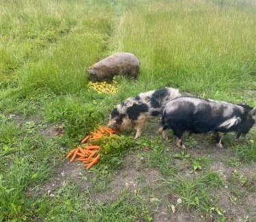 Shepton Mallet Other | Nature Cabins Hiigher Farm