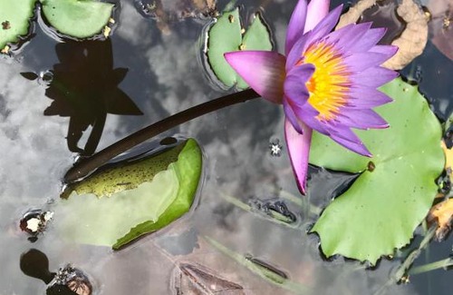 Udawalawa Bed & Breakfast | Nature Nest Riverside