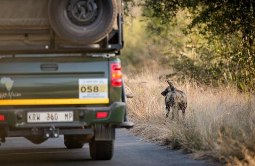 Kruger National Park Other | Nkuhlu Tented Camp