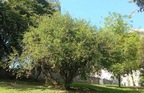 Pomerode Apartment | No jardim