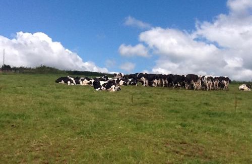 Crediton Bed & Breakfast | North Hollacombe Farm