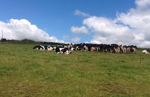 Crediton Bed & Breakfast | North Hollacombe Farm