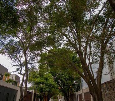 Jiutepec House | ¡Nueva! Bamboo La Guayaba (Alberca & Descanso)