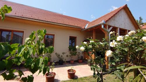 Pecs Apartment | Nyuszifül Vendégház Pécs