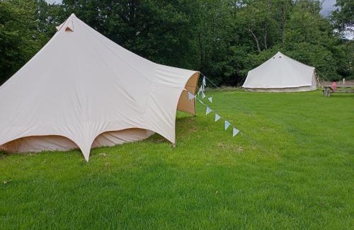 Pentrefelin Other | Oak Tree Farm