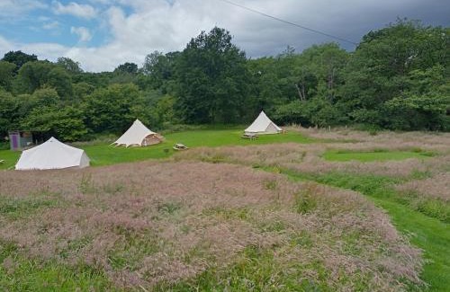 Pentrefelin Other | Oak Tree Farm