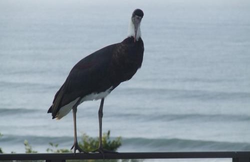 Glenmore Bed & Breakfast | Ocean Grove Guesthouse