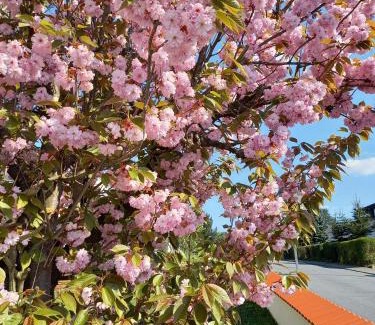 Erbach Apartment | Odenwald Heaven