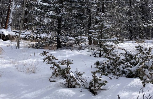 Indian Mountain Cabin | Off-Grid Forest Getaway w/WiFi on 4 Acres