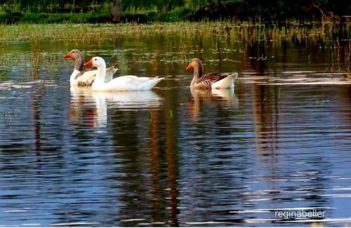 Lages House | Pedras Brancas Hotel Fazenda