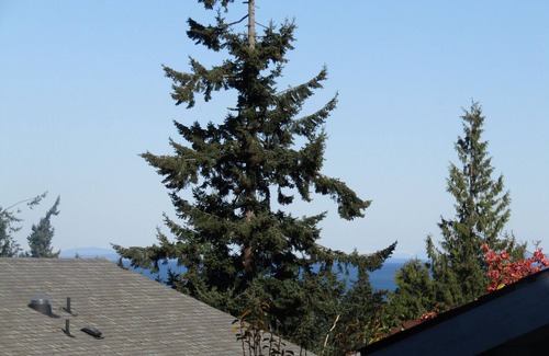 Port Angeles Apartment | Peek a View, Fresh and New!