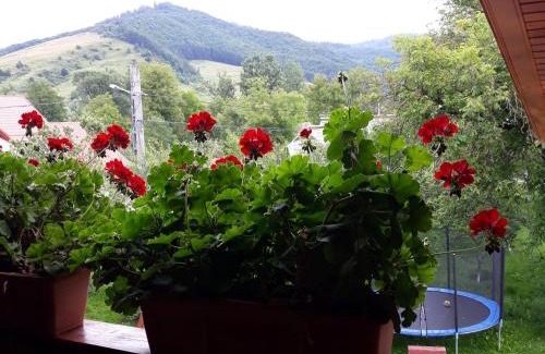 Vadu Izei House | Pensiunea Covaciu