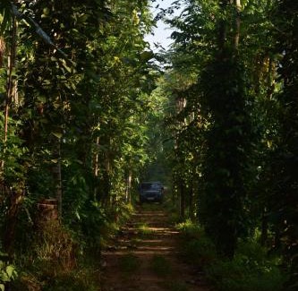 Kothamangalam Villa | Pepper Nut Homestay