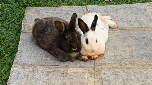 Teresopolis Hotel | Pousada Cascata dos Amores