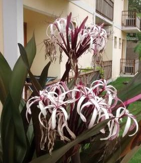 Barra da Lagoa Hotel | Pousada do Tié