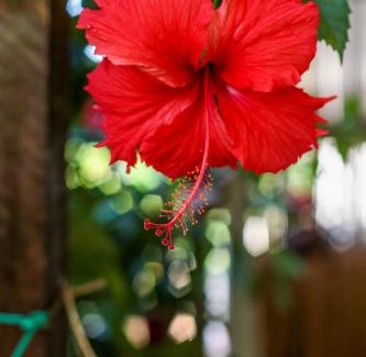 Floresta Velha Hotel | Pousada Leão Marinho