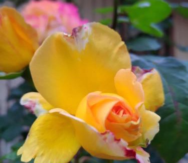 Sao Francisco de Paula Hotel | Pousada Unser Haus