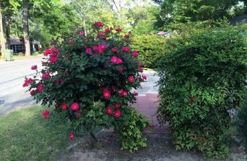 Aiken Cottage | Prime Mid-town Location. Two Minutes to Bruce's Field, Fresh Market & Shops