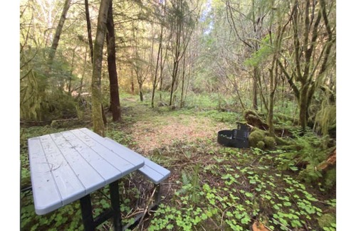 Forks RV Rental | Primitive Tent Site #8- Beautiful Forested Property