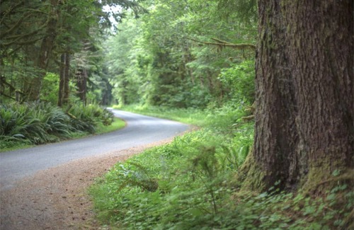 Forks RV Rental | Primitive Tent Site #8- Beautiful Forested Property