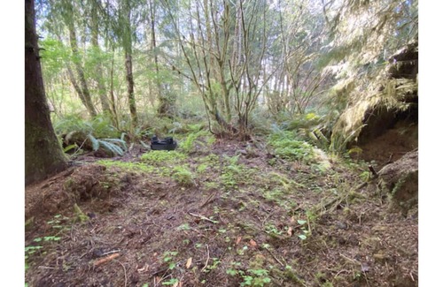 Forks RV Rental | Primitive Tent Site in Enchanted Rain Forest - Site #2