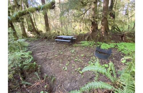 Forks RV Rental | Primitive Tent Site in Enchanted Rain Forest - Site #4