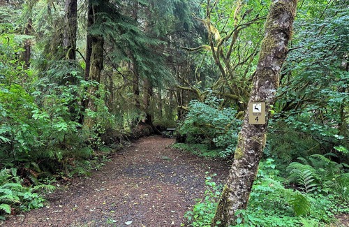 Forks RV Rental | Primitive Tent Site in Enchanted Rain Forest - Site #4