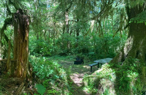 Forks RV Rental | Primitive Tent Site in Enchanted Rain Forest - Site #19