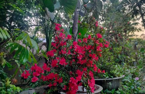 Mang Yang Apartment | Quốc Cảnh Homestay