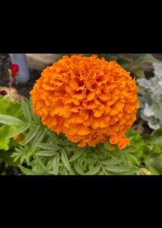 Oakville House | Quiet and Comfortable Homestay
