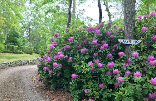 Vineyard Haven House | Quiet/Wooded/Walk to town: Shared home w/1 other guest room.