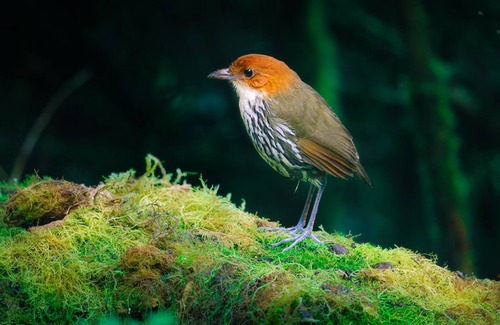 Nanegalito Cabin | Refugio Paz de las Aves