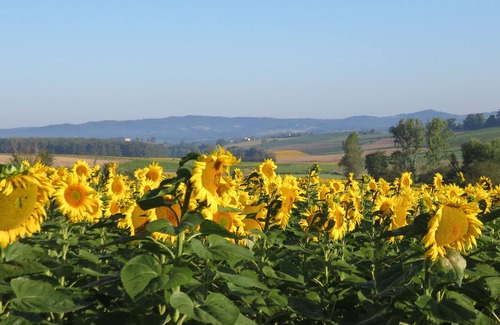 Montels Cottage | Renovated winery with a private pool between Toulouse, Gaillac & Albi