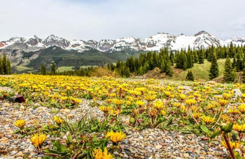 Mountain Village Hotel | Rocky Mountain Lookout