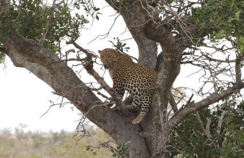 Kruger National Park Cabin | Roodewal Bush Lodge