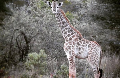 Thabazimbi Other | Rooibokkoppie Avontuur kamp