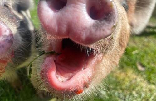 Marwood House | Ruby's Retreat! Farm Stay! North devon! Sleeps 6! Beaches Exmoor!