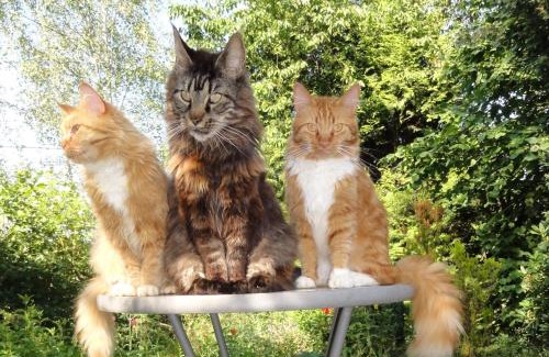 Biederbach House | ruhiges Wohnen am Lama und Maine Coon Hof in Alleinlage in Biederbach 3 Zimmer mit Kochgelegenheit Bad