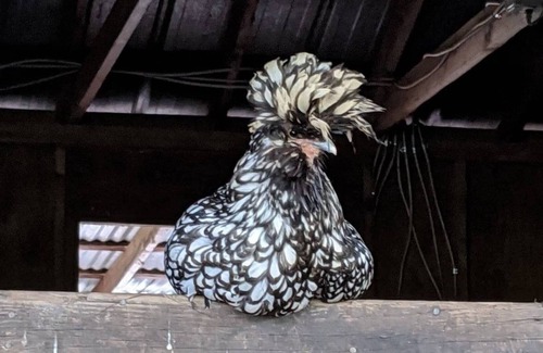 Columbia Other | Rustic Ranch with Petting Zoo. Near Mnt Lassen