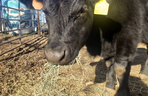 Columbia Other | Rustic Ranch with Petting Zoo. Near Mnt Lassen