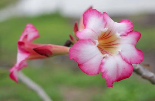 Sao Fidelis House | Sítio Recanto dos Pássaros 2