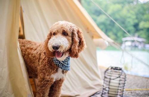 Tanglewood House | Safari Tent Glamping at Unicoi in Helen GA - 12