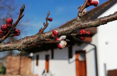 Petrovaradin House | Salaš Isailovi