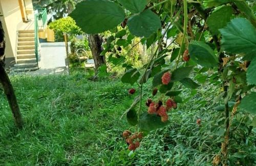 Sarajevo House | Sarajevo Green Garden